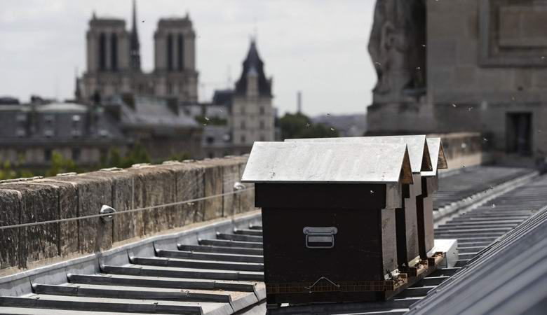 180 tuhatta mehiläistä selvisi ihmeellisesti tulesta Notre-Dame de Pariisissa