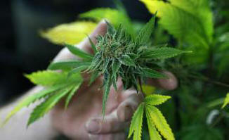 Viikon 5 omituista uutista