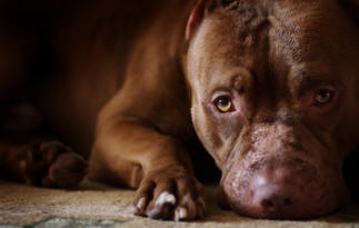 9 asiaa koirista, joita et ehkä tiedä tosiasioista, koira, mielenkiintoinen