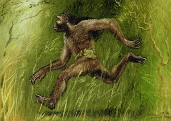 Agogwe: Afrikkalaisten Shaggy-kääpiöiden salaisuus