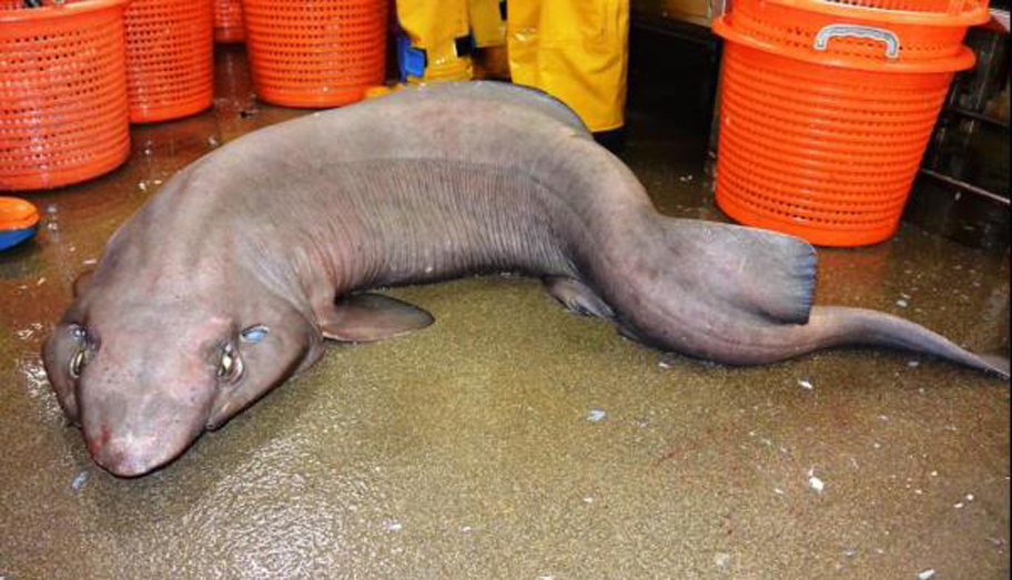 Hirviöhai on pyydetty Skotlannin rannikolta.