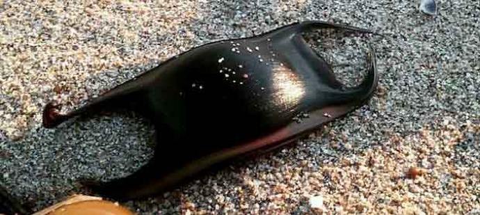 Hait munivat myös munia, vain hyvin omituisia.