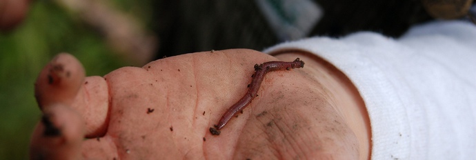 Alkoholismi auttaa voittamaan ei kieltoja, vaan tavallisia matoja