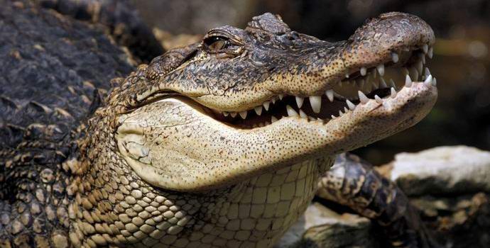 Alligaattori hiukkasi pakenevan amerikkalaisen