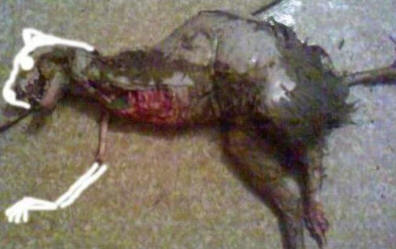 Vaihtoehtoinen katsaus Chupacabran ilmiöön