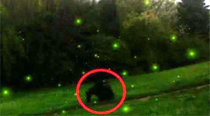 Amerikkalaiset valokuvasivat yetiä jahtaavia perhosia