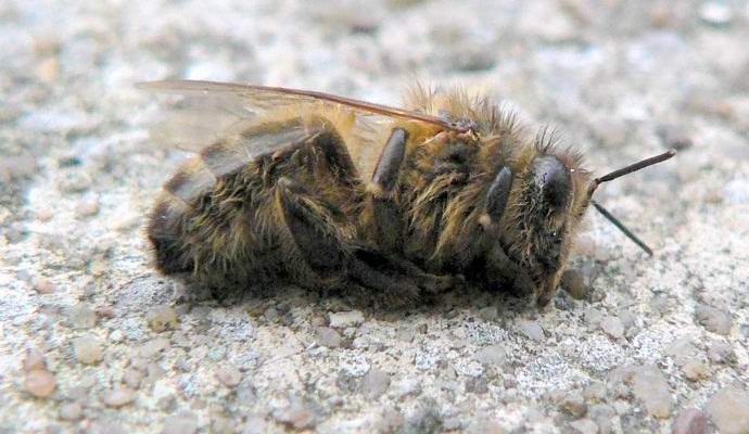 Amerikkalaiset tappoivat vahingossa miljoonia mehiläisiä