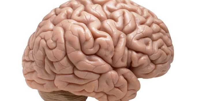 Amerikkalaiset ovat kasvaneet ihmisen aivot laboratoriossa.