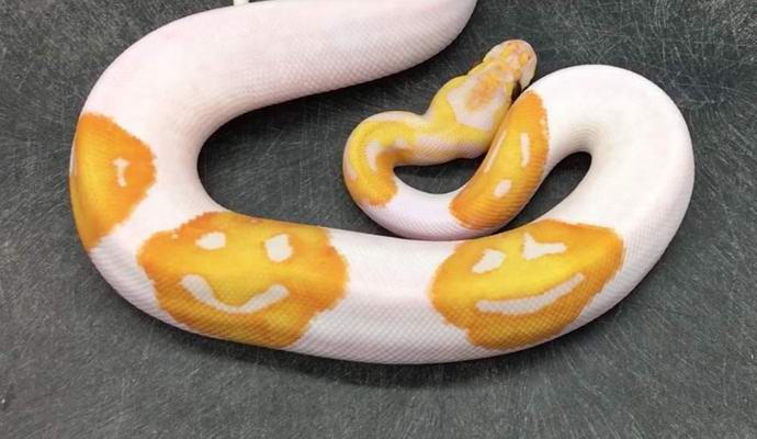 Amerikkalainen toi käärmeen hymiöitä iholla