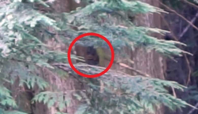 Amerikkalainen vangitsi videon lumiukon päästä neulojen sakeudessa