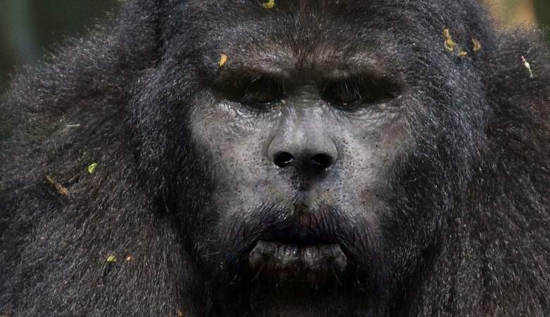 Amerikkalainen valokuvasi isojalkaa talvimetsässä