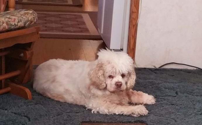 Amerikkalainen vangitsi koiransa haamun videolla