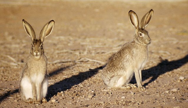 Amerikkalaiset terroris jänikset: emme välitä! ..