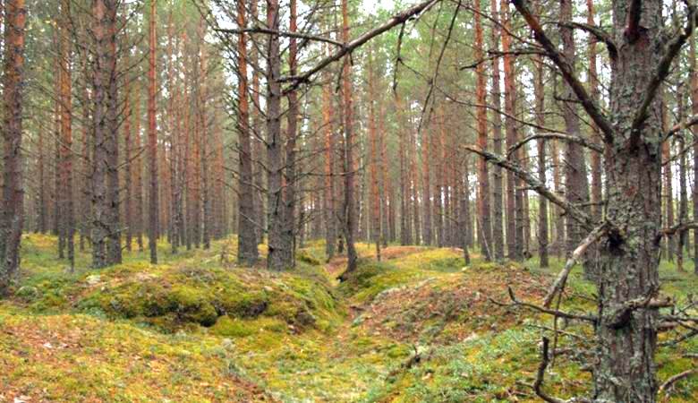 Samaran alueen sienimerkit tapasivat poikkeavan paikan keskellä metsää