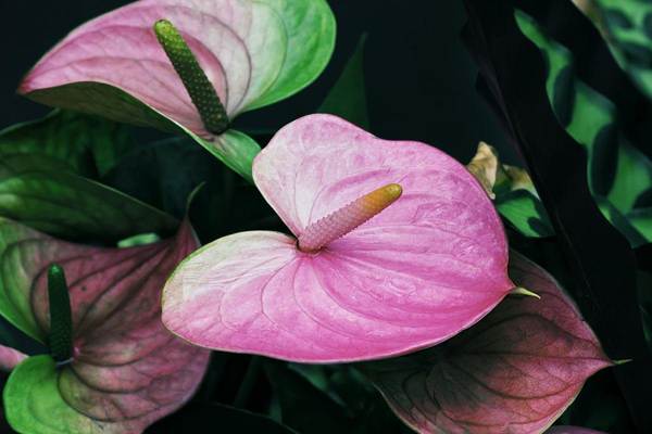 anthurium-ennusteet 