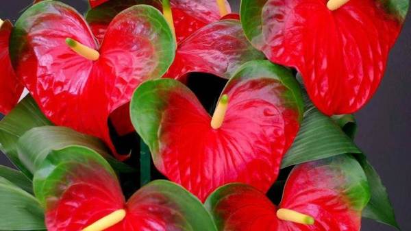 urospuolisten anthurium-kukkien ennusteet 