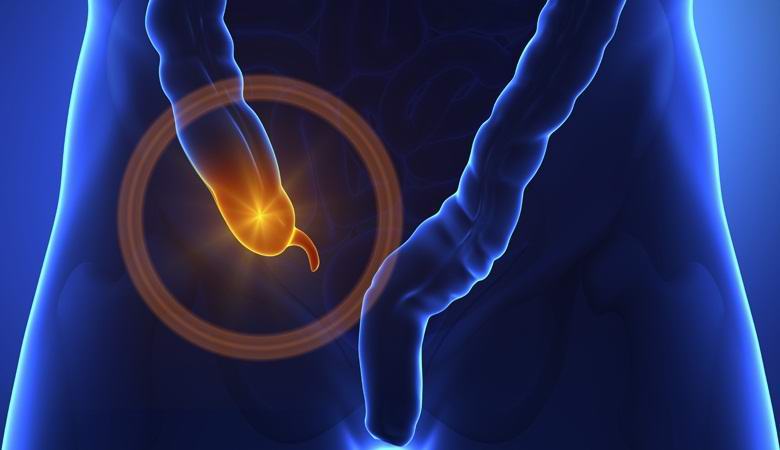 Lisäys on osoittautunut tärkeäksi elimeksi