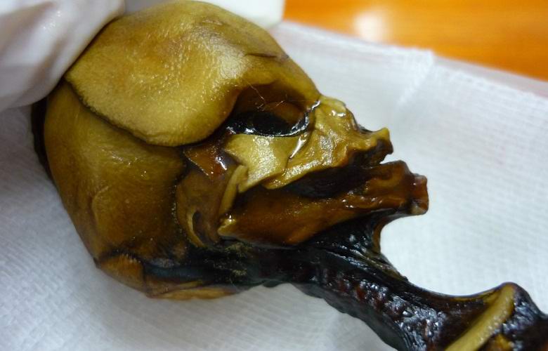 Atakama-humanoidi tunnustetaan mutantiksi, ei muukalaiseksi