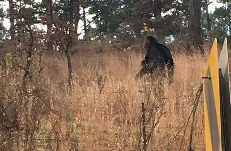 Australialainen tapasi Yovi: n ja ei ollut kovin peloissani tätä tapaamista.