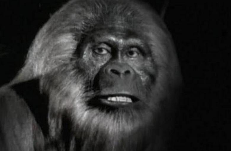 Australian isojalka - Yovi