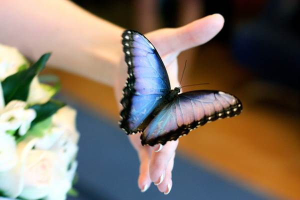 perhonen istui henkilön päällä 