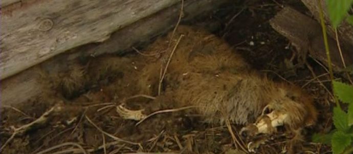 Bashkir Chupacabra muuttui kettuksi