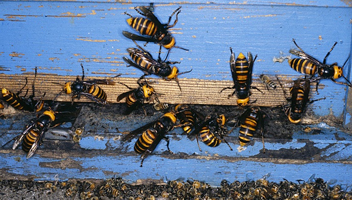 Armottomat tappajat pistoksella