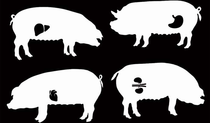 Brittiläiset alkavat kasvattaa sikoja ihmisen elimillä