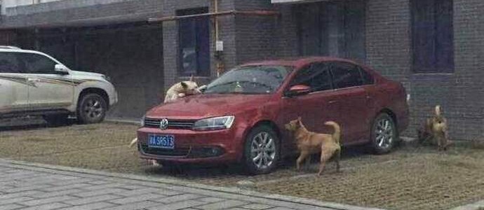 Kulkukoira kutsui ystäviä ja kostoi rikoksentekijää