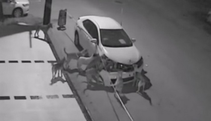 Hullu koirat hyökkäävät paitsi ihmisiä