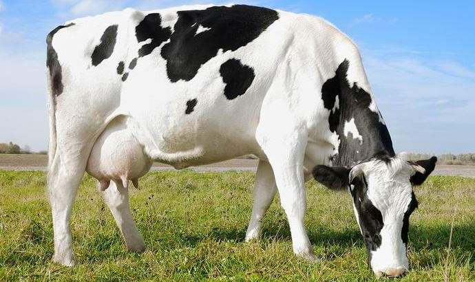 Tšeljabinskin kansalaisille tarjotaan ostaa lehmiä