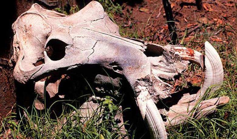 Afrikasta löydetty lohikäärman pääkallo