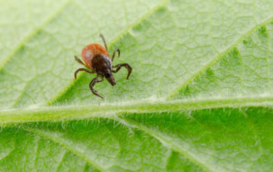 Entä jos enkefaliitti puukottaa sinua?