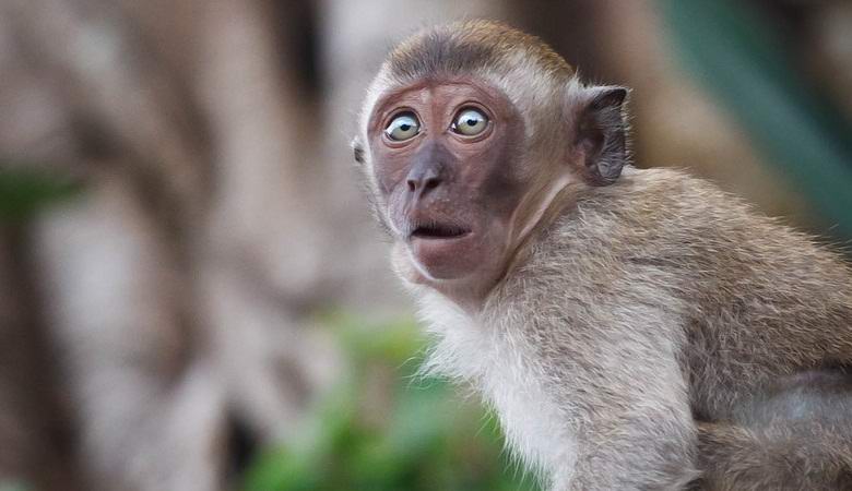 Mikä pelotti apinaparvia niin paljon?