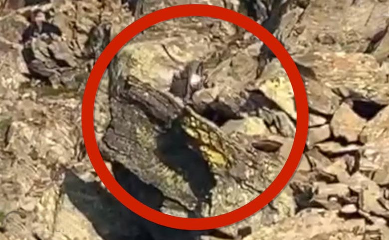 Mikä outo olento putosi saksalaisen valokuvaajan kameralinssiin