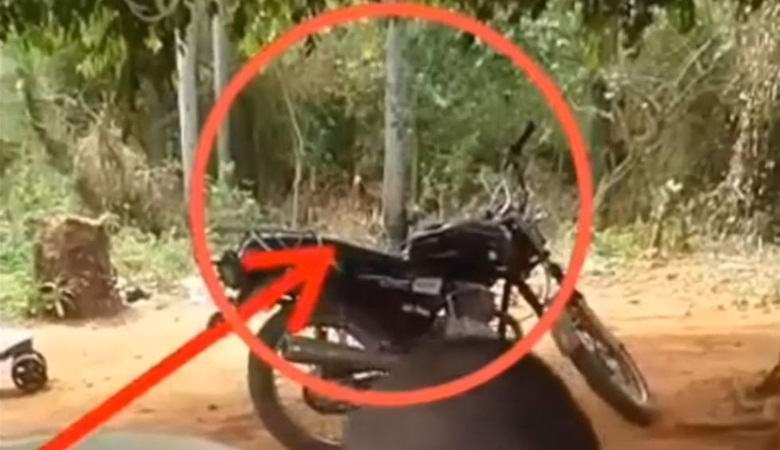 Hirviö osui videoon Paraguayssa