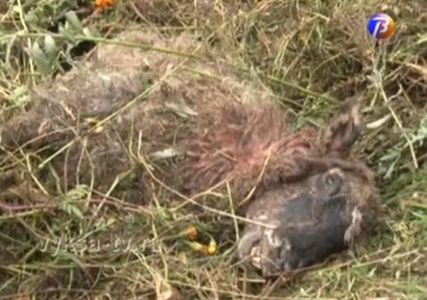 Chupacabra on vahvistunut: Etelä-Ural, Nižni Novgorodin alue, Ukraina