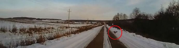 Chupacabra vai mitä?