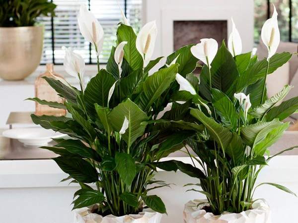 spathiphyllum-ennusteet ja taikausko 