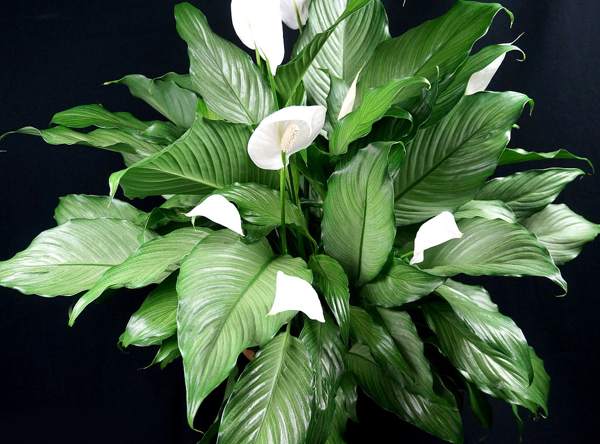 spathiphyllum naisten onnellisuusmerkit 