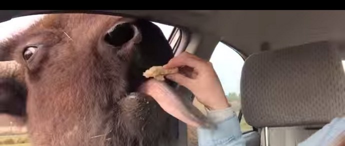 Jopa villipuhvelien keskuudessa ystävälliset ja helläeläimet kohtaavat