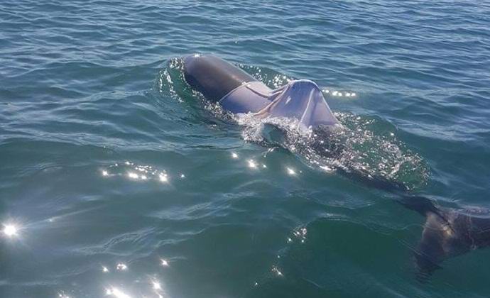 Delfiini ja T-paita, rehellisesti sanottuna, ne eivät ole pari ...