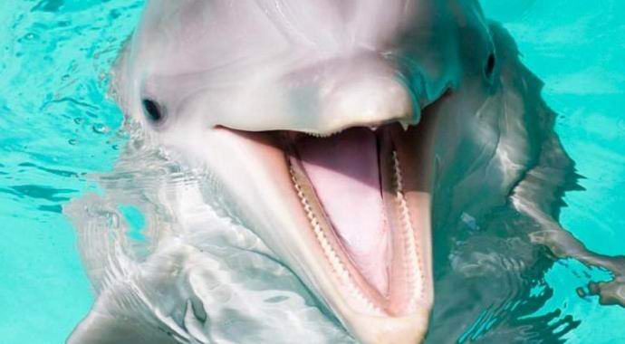 Delfiini palasi omistajalle älypuhelimen, joka putosi mereen