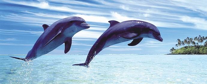 Delfiinit ovat pieniä