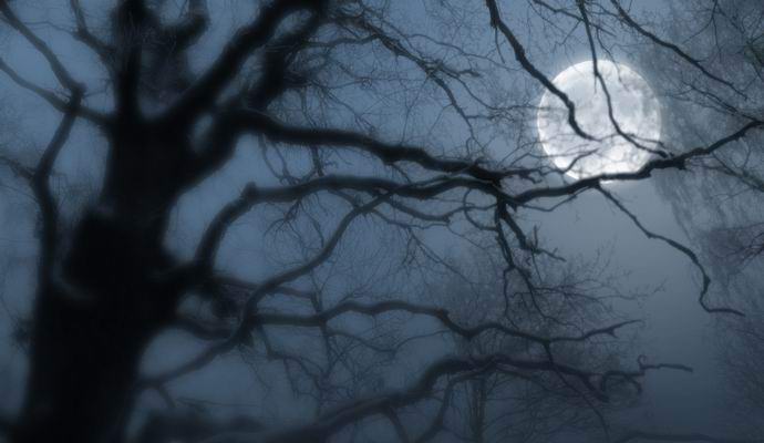 Puut nukahtavat myös yöllä