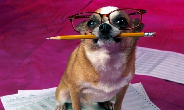 Kymmenen viisainta eläintä ihmisen jälkeen