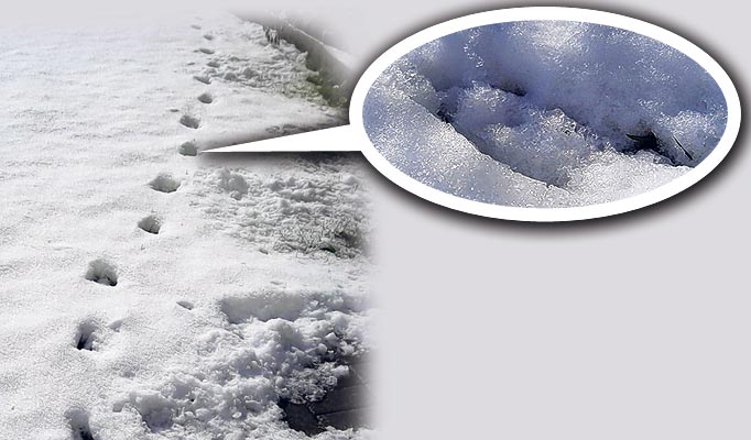 Devonshiren paholainen