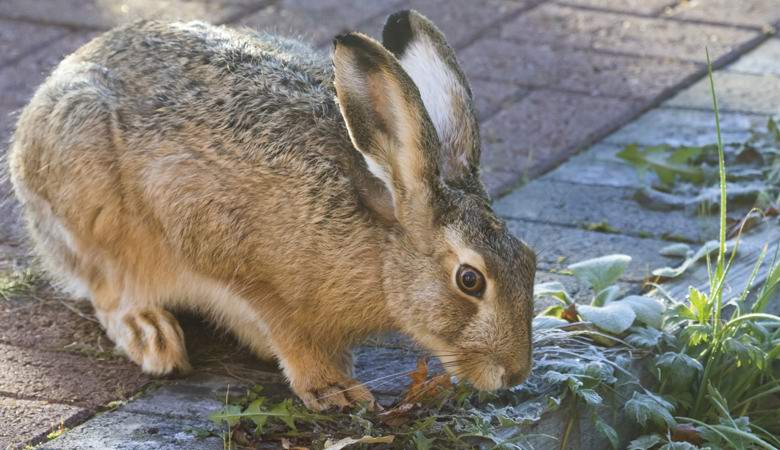 Yhdysvaltojen villieläimet käyttäytyvät outolla