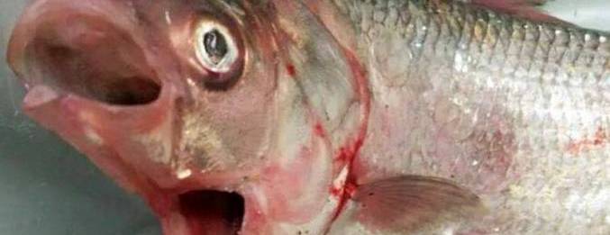 Ulkomaalainen kala kahdella suulla