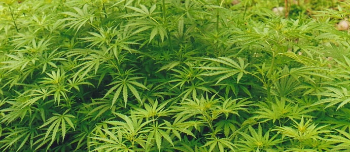 Krasnojarskin yrityksen johtaja kasvatti hamppua huonekalupajassa